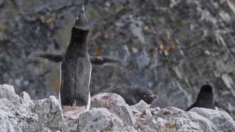 Antartica-Adelie-penguin-calling-from-rocks