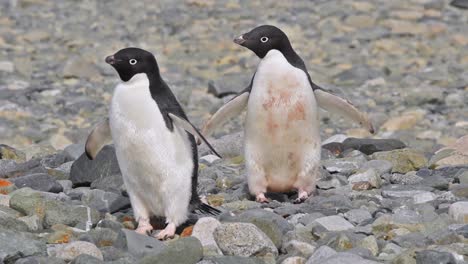 Antarctica-Adelie-penguin-standing-on-rocks