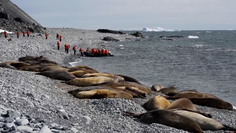 Tourists-visit-Antarctica-Elephant-Seals-Jenny-Island-on-a-zodiac-raft