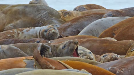 Antarctica-Elephant-Seals-Livingstone-Island-crowded-and-calling-closeup