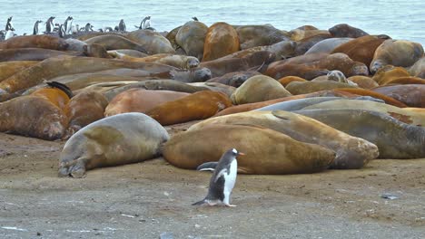 Antarctica-Gentoo-penguins-cross-in-front-of-Elephant-Seals-on-Livingstone-Island-1