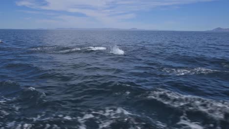 Delfines-De-Baja-Montando-Una-Estela-Y-Saltando-Cerca-Del-Bote