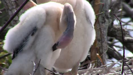 Schöne-Schwarz-weiße-Vögel,-Die-In-Den-Everglades-Nisten-1