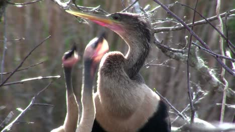 Schöne-Schwarz-weiße-Vögel,-Die-In-Den-Everglades-Nisten-4