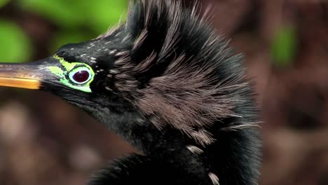 Beautiful-black-ibis-bird-in-the-Everglades