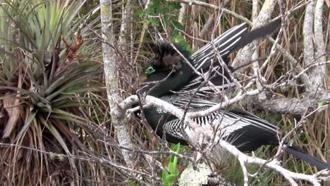 Beautiful-black-ibis-bird-in-the-Everglades-2
