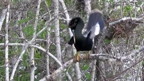 Hermoso-Pájaro-Ibis-Negro-En-Los-Everglades-3