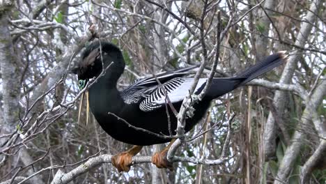 Schöner-Schwarzer-Vogel-In-Den-Everglades