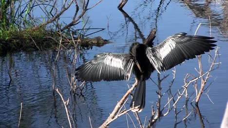 Beautiful-black-bird-mating-ritual-in-the-Everglades