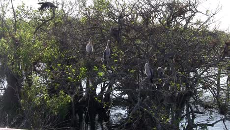 Vögel-Sitzen-Im-Mangrovenwald-In-Den-Everglades