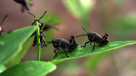 Insectos-Negros-Comen-Una-Hoja-Verde