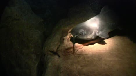 Höhlentaucher-Verfolgen-Einen-Fisch-Mit-Einem-Suchscheinwerfer