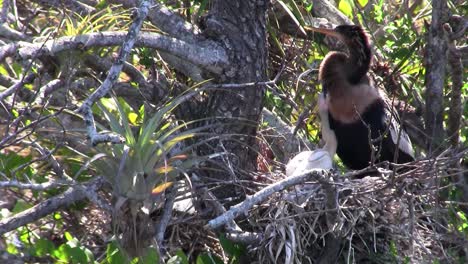 A-heron-type-of-bird-in-its-nest-in-the-Everglades-1