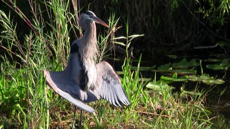 Ein-Vogel-In-Einem-Sumpf-Der-Everglades-Nimmt-Eine-Paarungshaltung-Ein