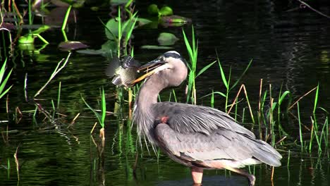 Ein-Vogel-In-Einem-Sumpf-Der-Everglades-Fängt-Einen-Fisch