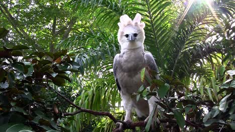 A-harpy-eagle-largest-of-world's-eagles-peers-out-from-the-jungle-1