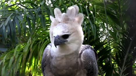 A-harpy-eagle-largest-of-world's-eagles-peers-out-from-the-jungle-2