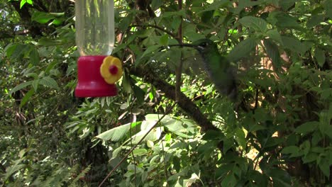 Ein-Kolibri-An-Einem-Futterhäuschen