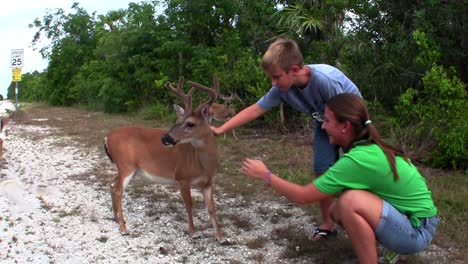 Menschen-Füttern-Rehe-Entlang-Einer-Straße-In-Florida-1