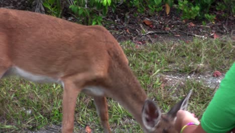 Menschen-Füttern-Rehe-Entlang-Einer-Straße-In-Florida-2