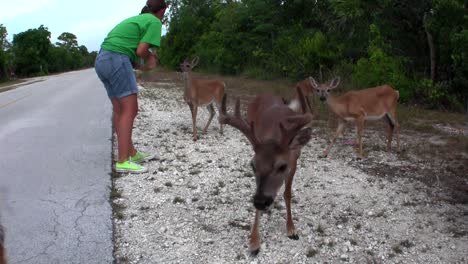 Menschen-Füttern-Rehe-Entlang-Einer-Straße-In-Florida-4