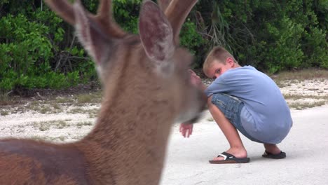 People-feed-deer-along-a-road-in-Florida-6