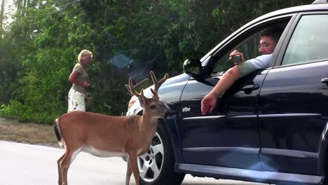 People-feed-deer-along-a-road-in-Florida-7
