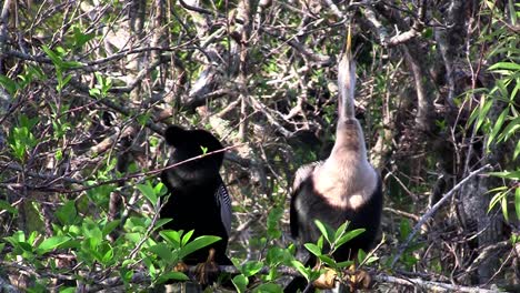 A-paid-of-anhinga-birds-in-a-swamp-in-Florida
