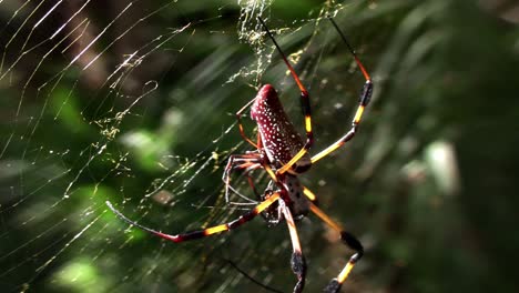A-large-golden-web-spider-with-its-young