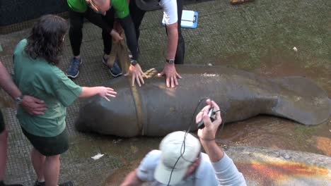 Researchers-at-a-manatee-research-station-in-Florida-3