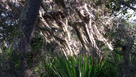 Spanish-moss-hangs-from-trees-in-the-Southern-USA