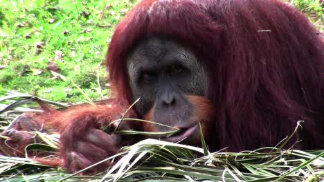 Un-Orangután-Descansa-En-El-Suelo-Del-Bosque.