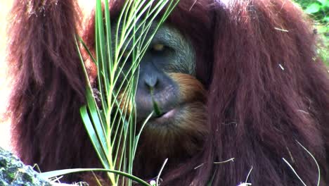 Un-Orangután-Descansa-En-El-Suelo-Del-Bosque-Comiendo-Hojas-De-Palmera