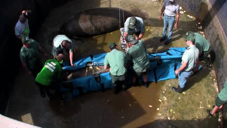 Researchers-at-a-manatee-research-station-in-Florida-6