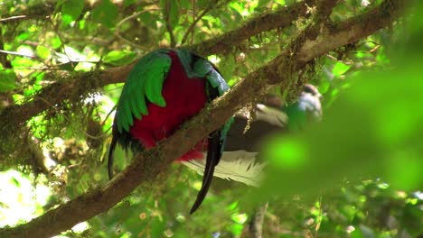 A-quetzal-parrot-at-his-nest-in-Costa-Rica-rainforest-1