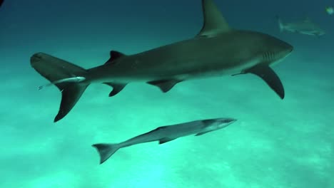 Gute-Aufnahmen-Von-Einem-Hai,-Der-Unter-Wasser-Schwimmt