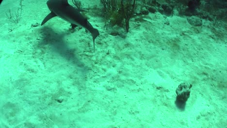 Gute-Aufnahmen-Von-Einem-Hai,-Der-Unter-Wasser-Schwimmt-1