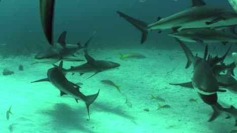 Gute-Aufnahmen-Von-Vielen-Haien,-Die-Unter-Wasser-Schwimmen