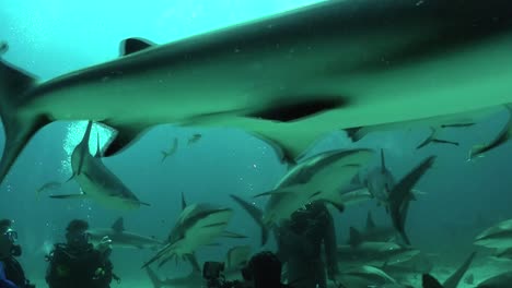 Gute-Aufnahmen-Von-Vielen-Haien,-Die-Unter-Wasser-Schwimmen-1