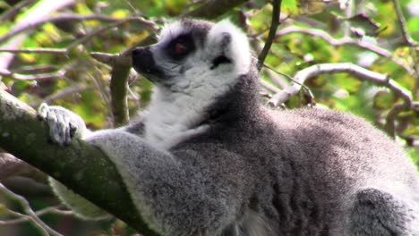 A-ringtail-lemur-rests-on-a-branch