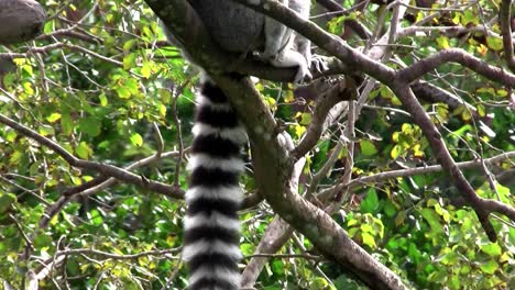 A-ringtail-lemur-rests-on-a-branch-1