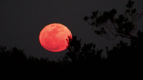 An-orange-moon-rises-behind-a-ridge-1