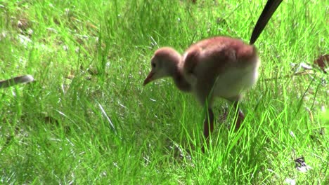 A-snadhill-crane-chick-walks-in-the-grass-as-its-mother-looks-on-2