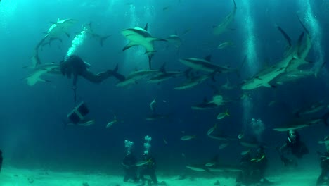 Gute-Aufnahmen-Von-Vielen-Haien,-Die-Unter-Wasser-Um-Einen-Taucher-Schwimmen-1