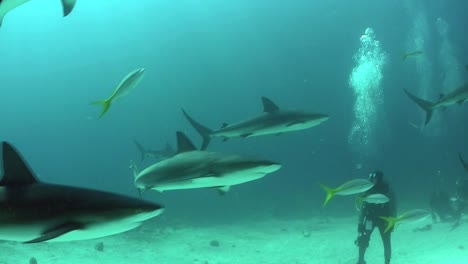 Gute-Aufnahmen-Von-Vielen-Haien,-Die-Unter-Wasser-Um-Einen-Taucher-Schwimmen-2
