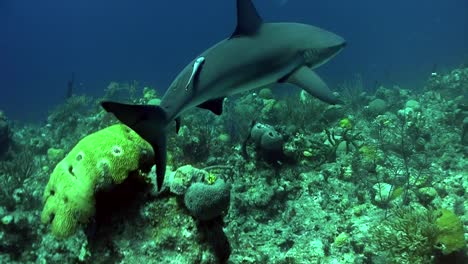 Unterwasseraufnahme-Eines-Hais,-Der-Das-Riff-Durchstreift