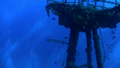 Barracuda-swim-around-a-wreck-underwater