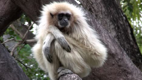 A-white-handed-gibbon-sits-in-a-tree-