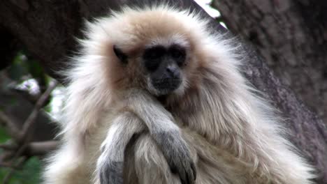 A-white-handed-gibbon-sits-in-a-tree--1