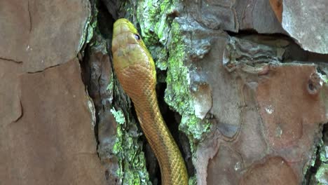 A-yellow-rat-snake-slithers-through-a-tree-in-the-Florida-Everglades-2